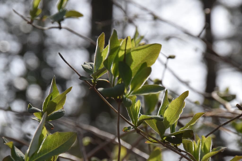 Wald Geissblatt Blatt