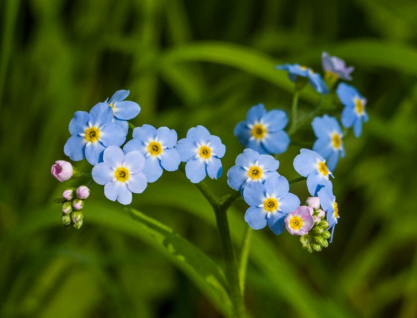 Sumpf-Vergissmeinnicht in voller Blüte