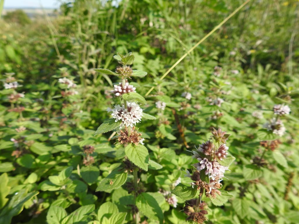 Acker-Minze in Blüte mit rosa-weißen Blütenständen