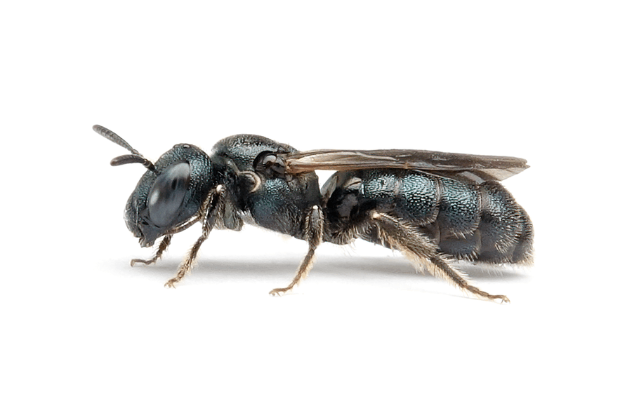 Ceratina Cyanea