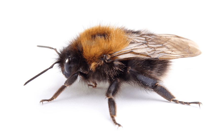 Baumhummel (Bombus hypnorum) Nahaufnahme