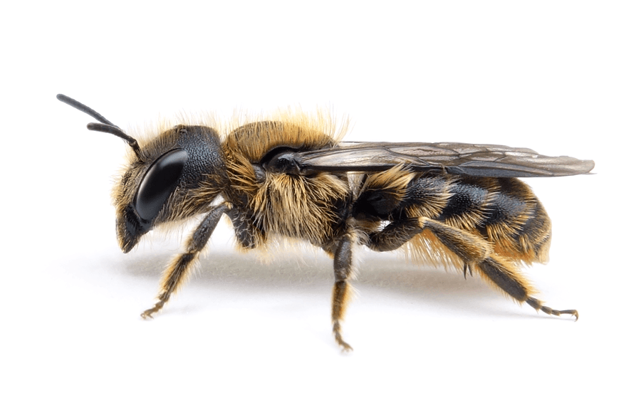 Osmia Brevicornis