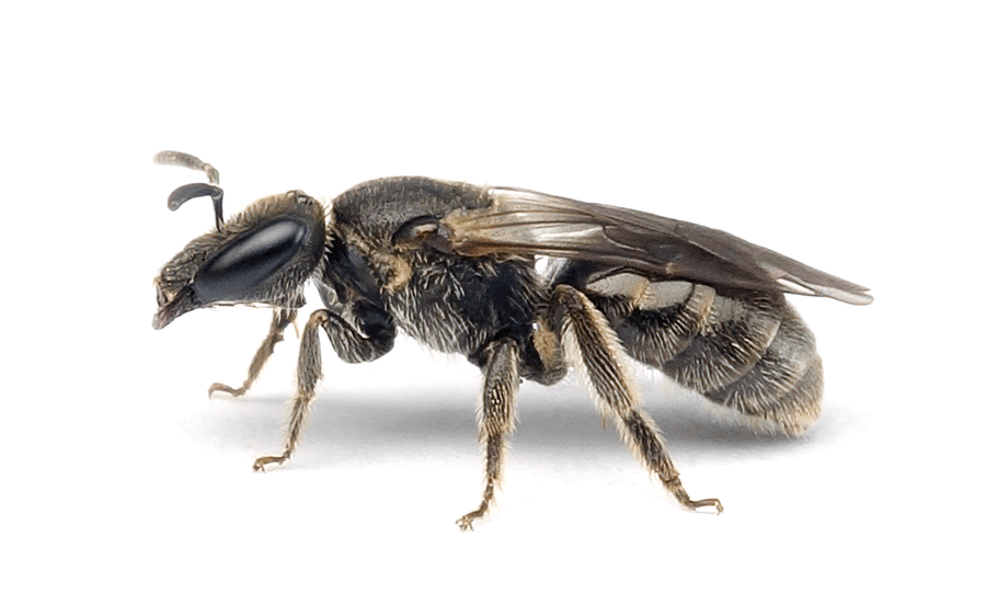 Lasioglossum Punctatissimum