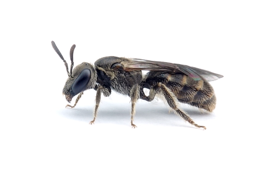 Lasioglossum minutissimum
