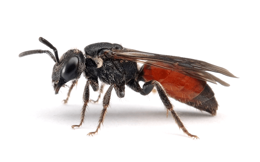 Sphecodes Reticulatus