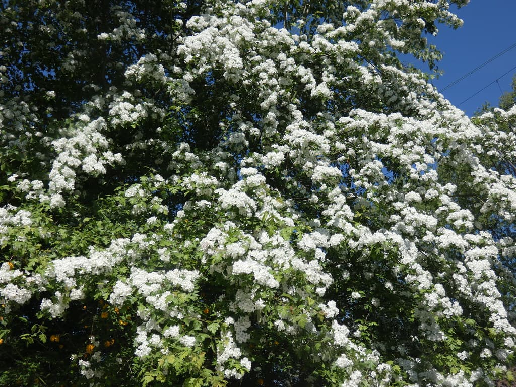 Eingriffeliger Weißdorn in voller Blüte