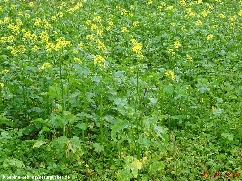 Schwarzer Senf in voller Blüte mit gelben Blütenständen
