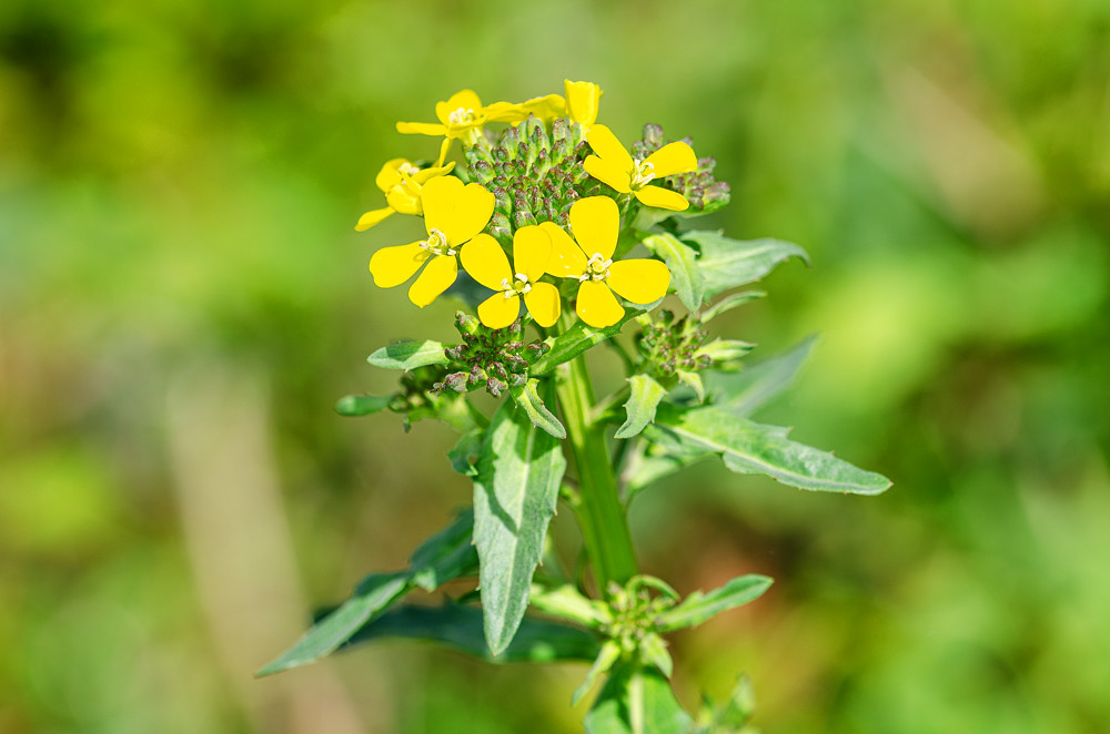 Erysimum Hieraciifolium