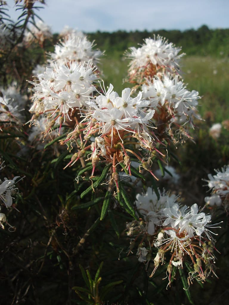 Sumpf-Porst in Blüte mit weißen Blütenständen