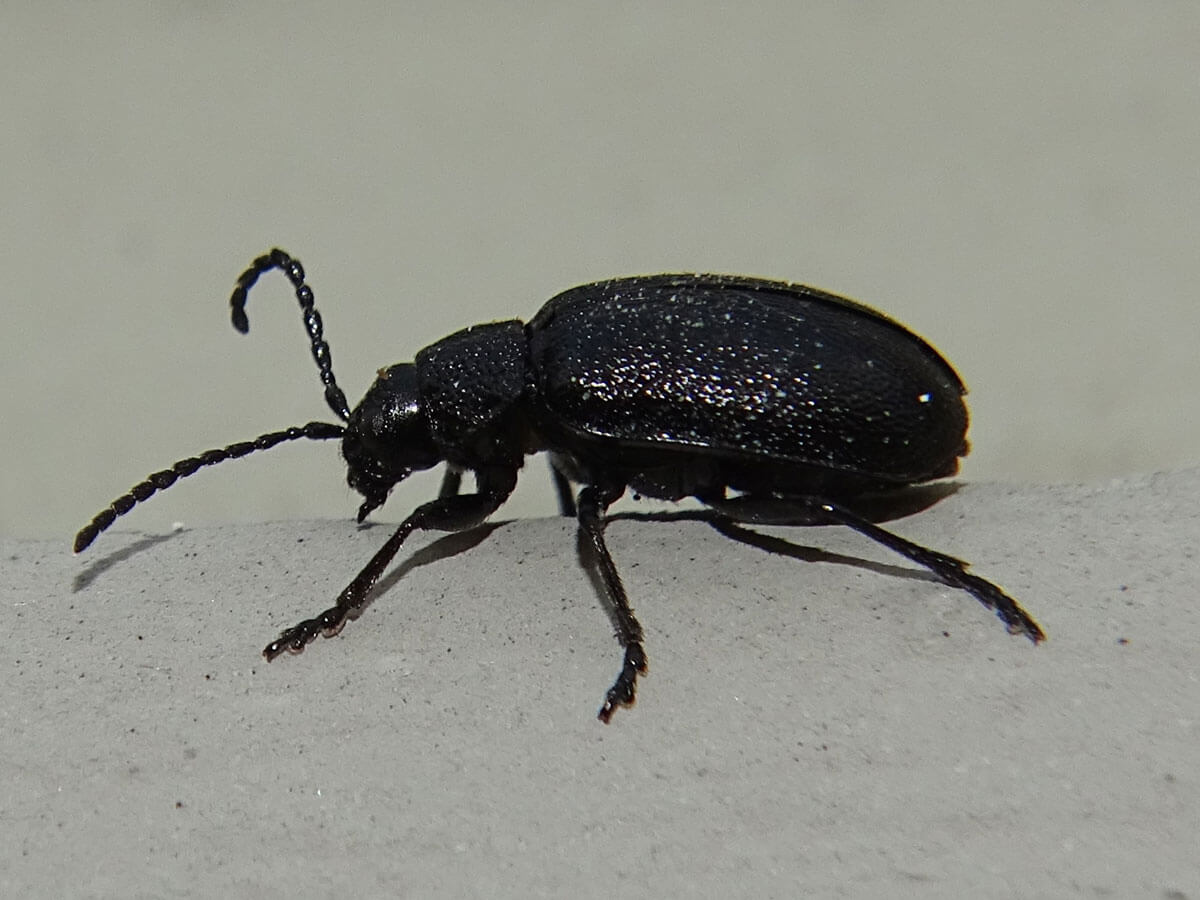 Rainfarnblattkäfer (Galeruca tanaceti) Ganzansicht