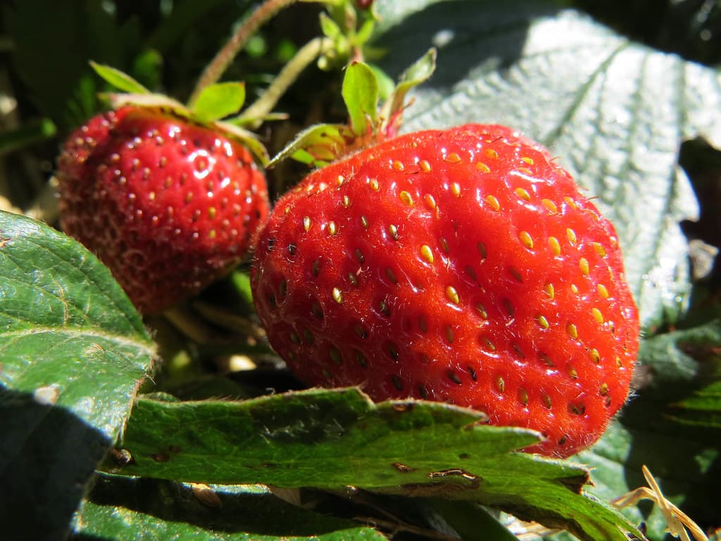 Reife Garten-Erdbeeren an der Pflanze