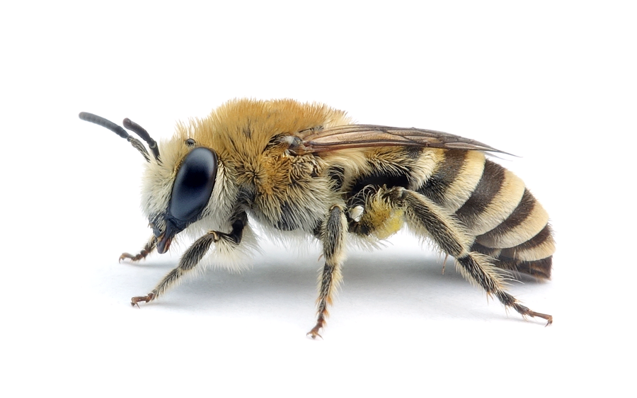 Colletes marginatus