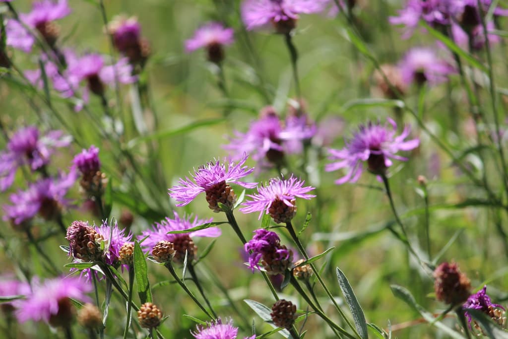 Wiesen-Flockenblume in voller Blüte