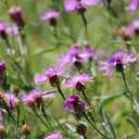 Wiesen-Flockenblume
