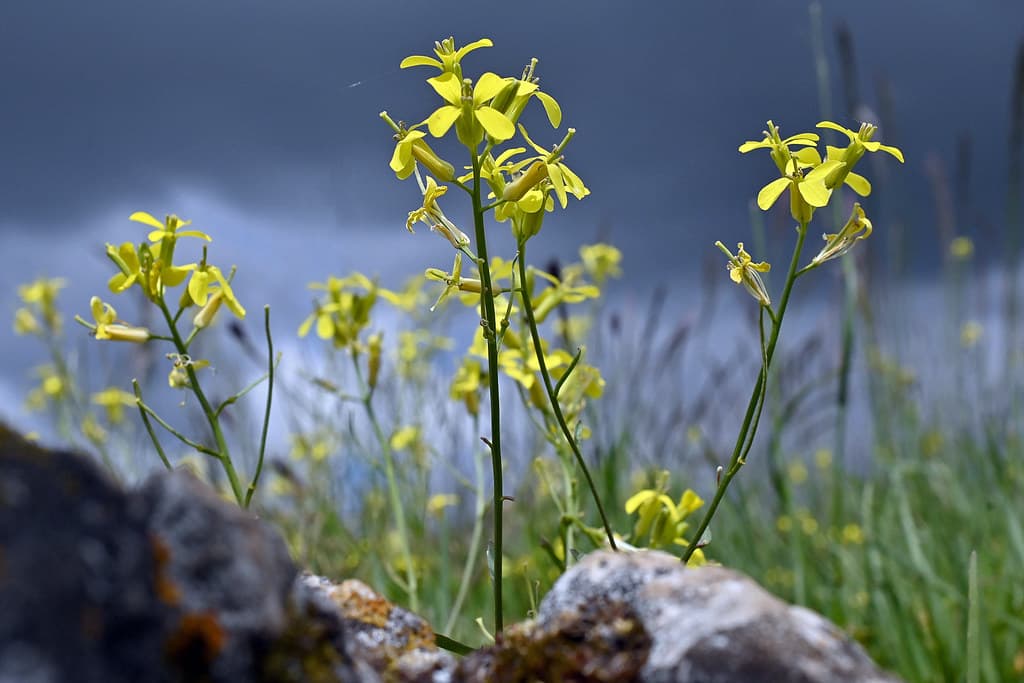 Rübsen in Blüte mit gelben Blütenständen