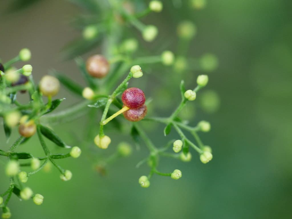 Echtes Labkraut Frucht