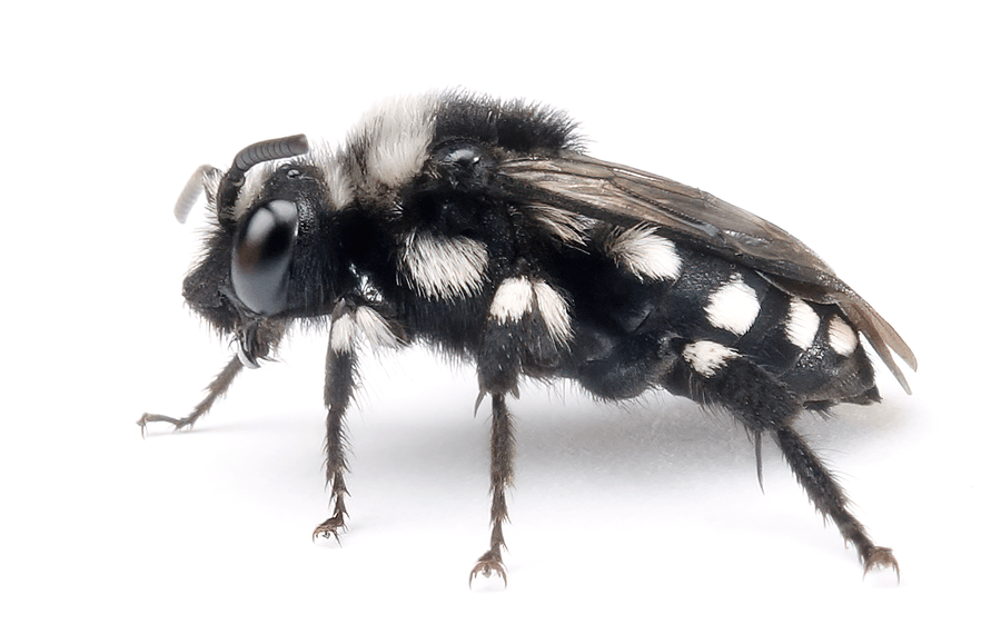 Melecta Luctuosa