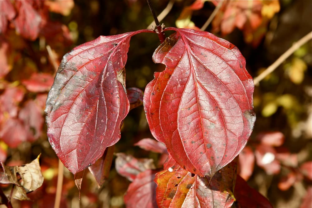 Roter Hartriegel Blatt