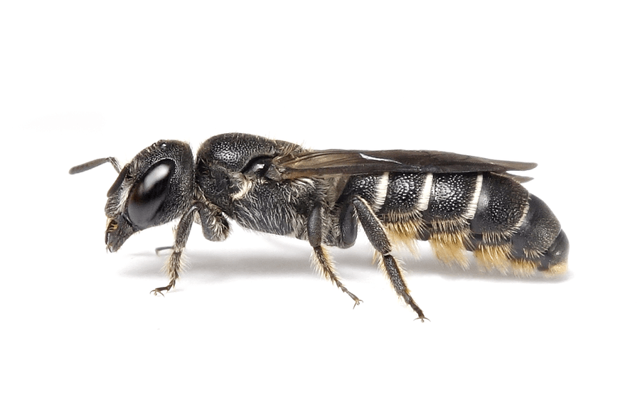 Chelostoma Rapunculi