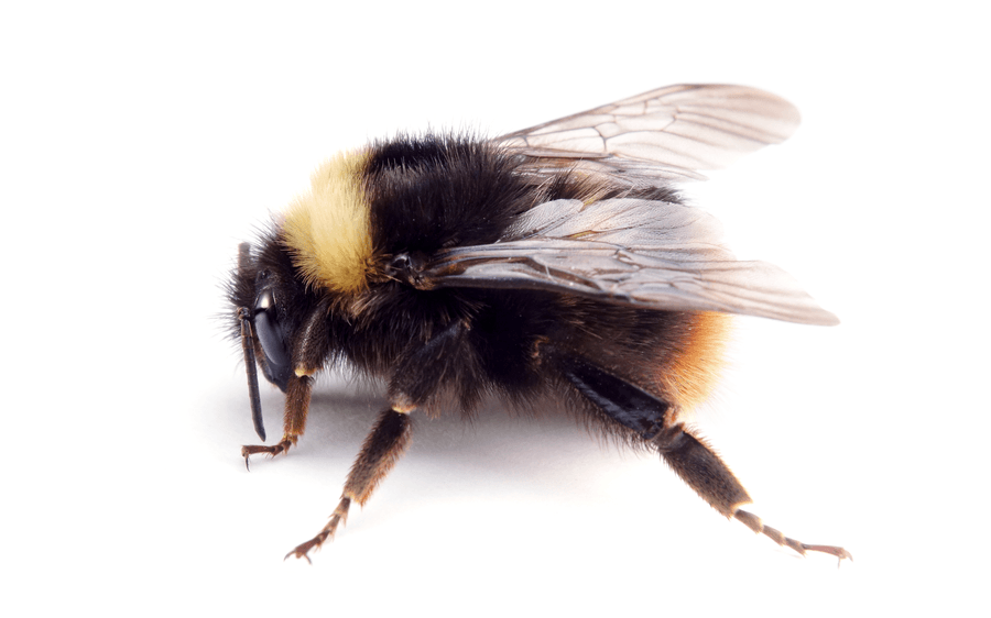 Bombus Pratorum