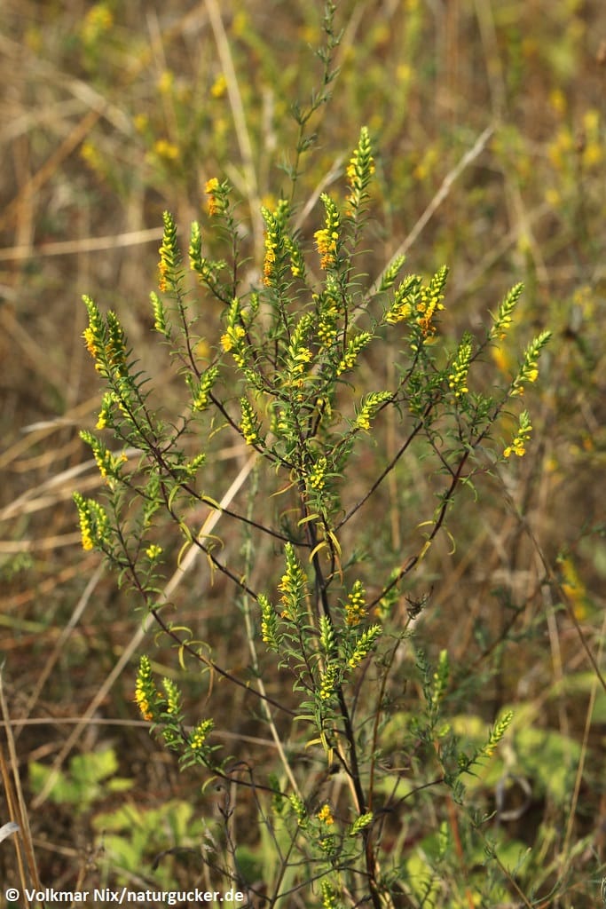 Gelber Zahntrost in Blüte mit verzweigten Blütenständen