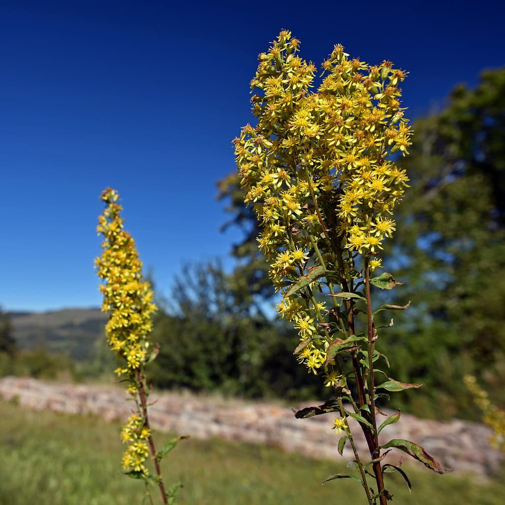 Gewöhnliche Goldrute in voller Blüte