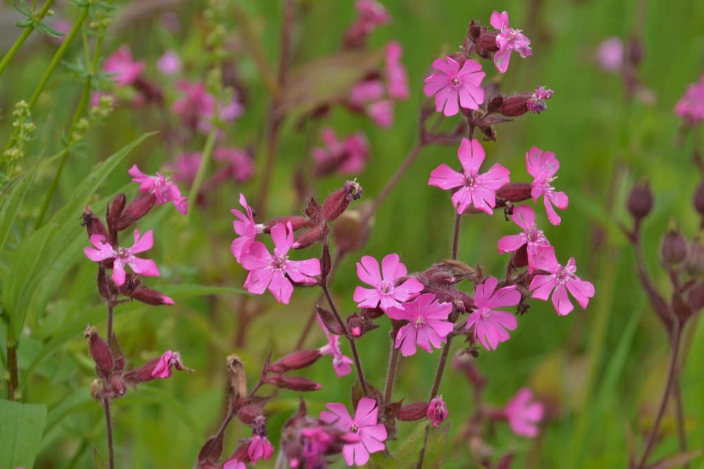 Rote Lichtnelke in voller Blüte im Habitat