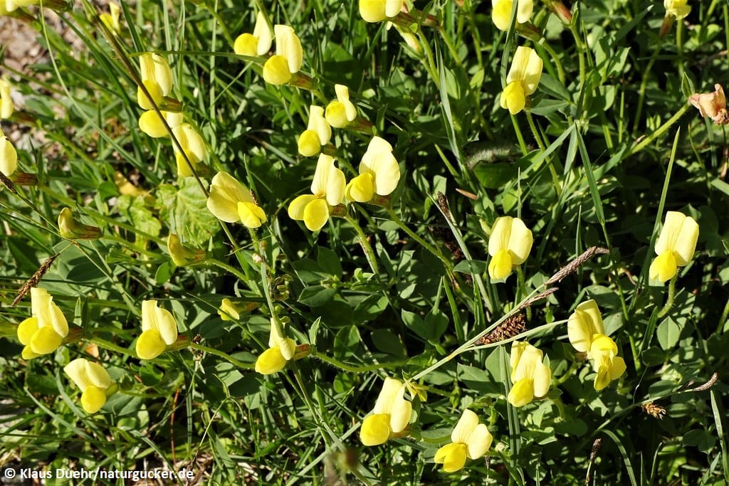 Spargelerbse mit gelben Blüten im Habitat