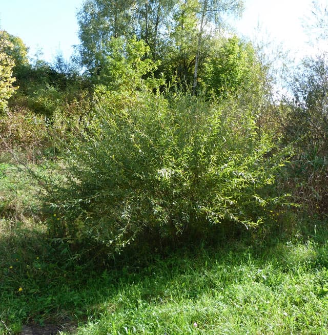 Grau-Weide in sommerlichem Habitat