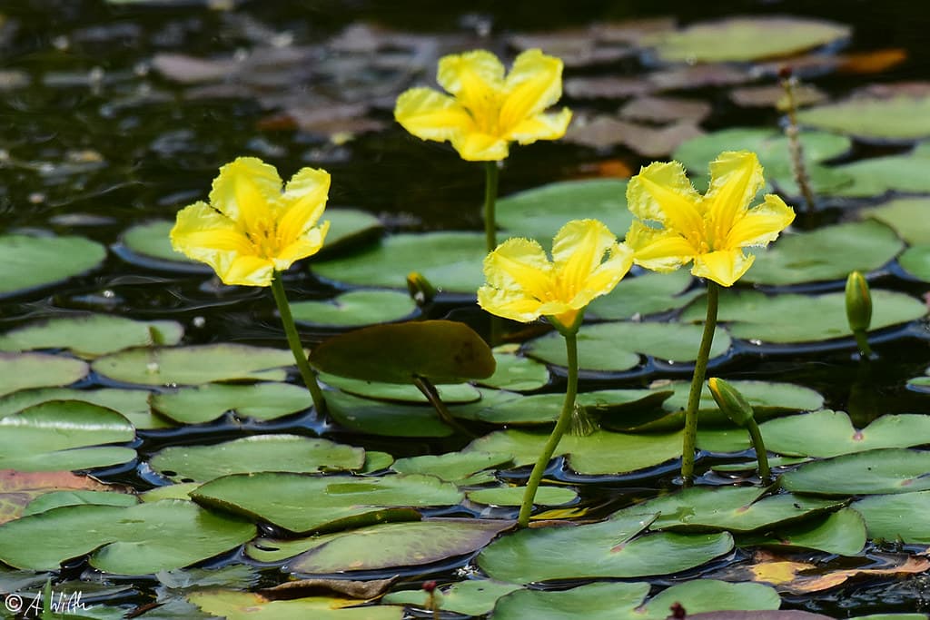 Europäische Seekanne mit gelben Blüten