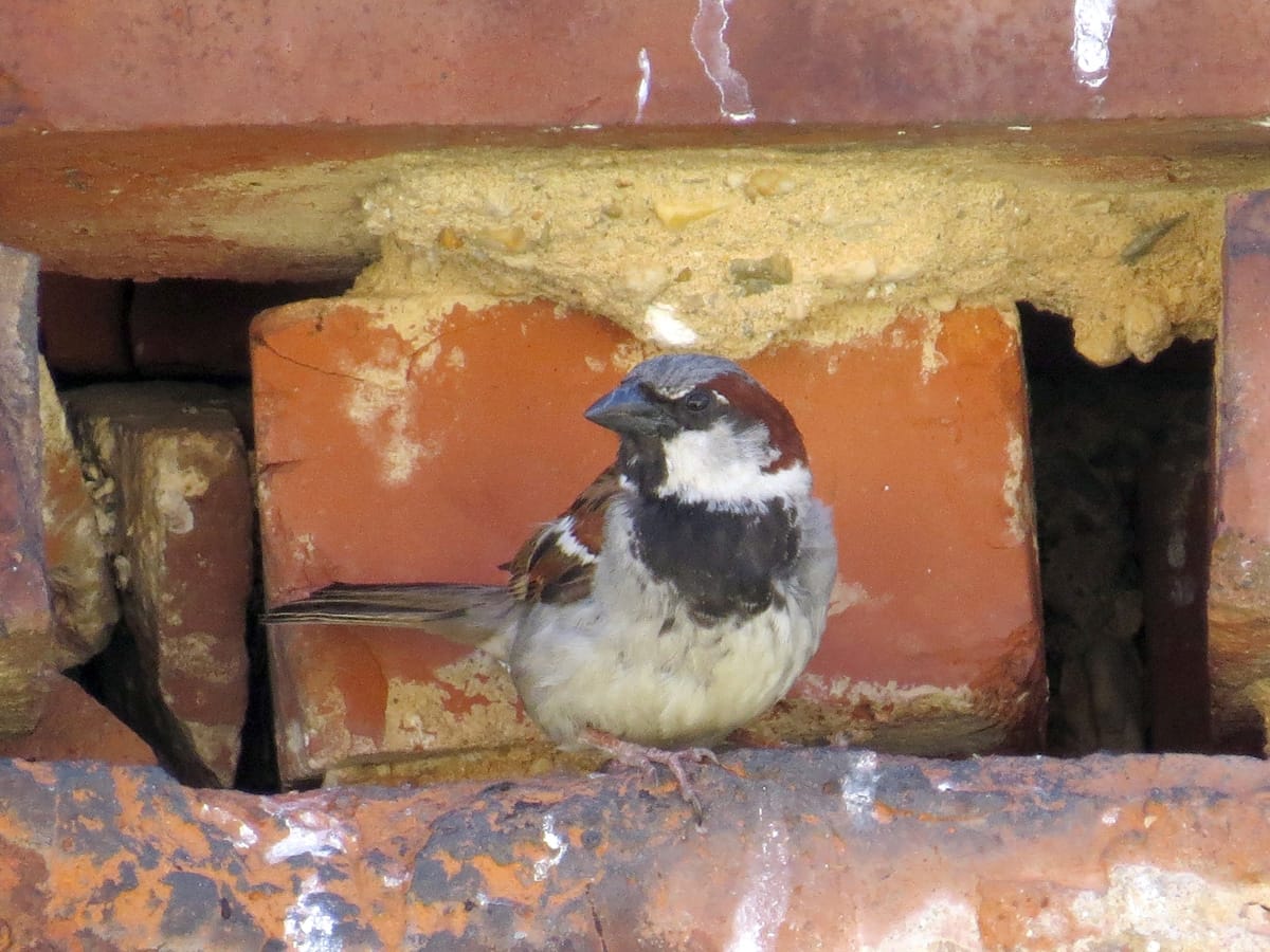 Haussperling in rostiger Nische