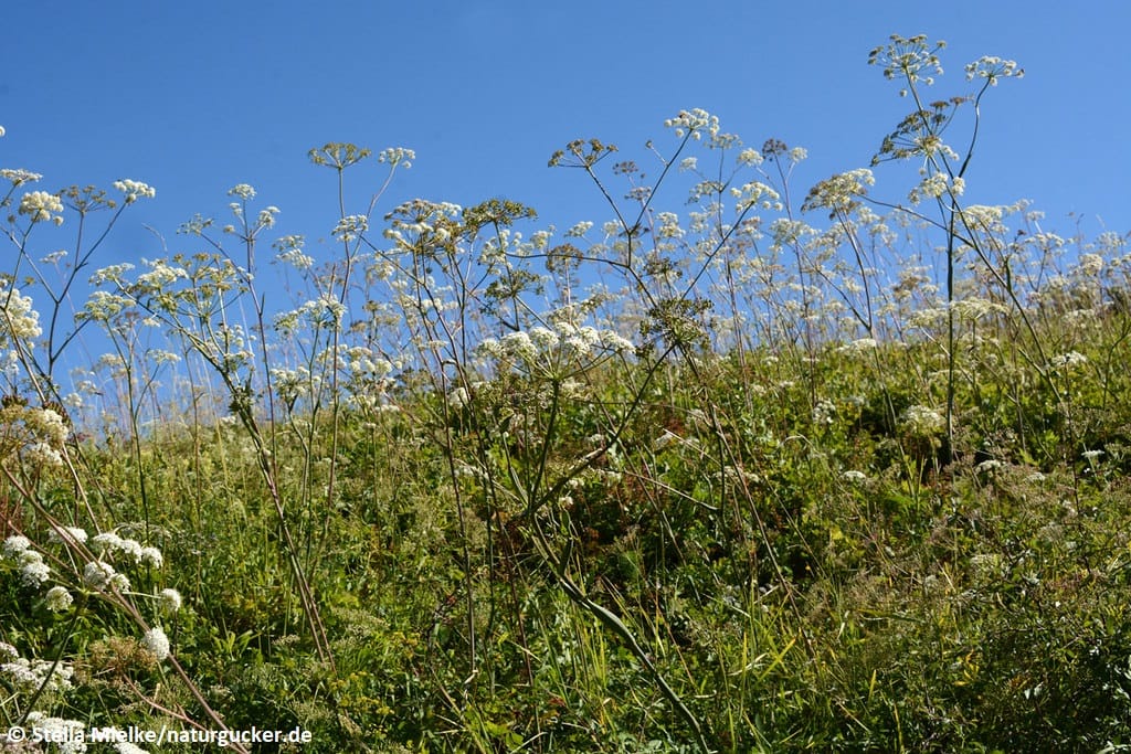 Hirschwurz-Haarstrang in voller Blüte auf Wiese