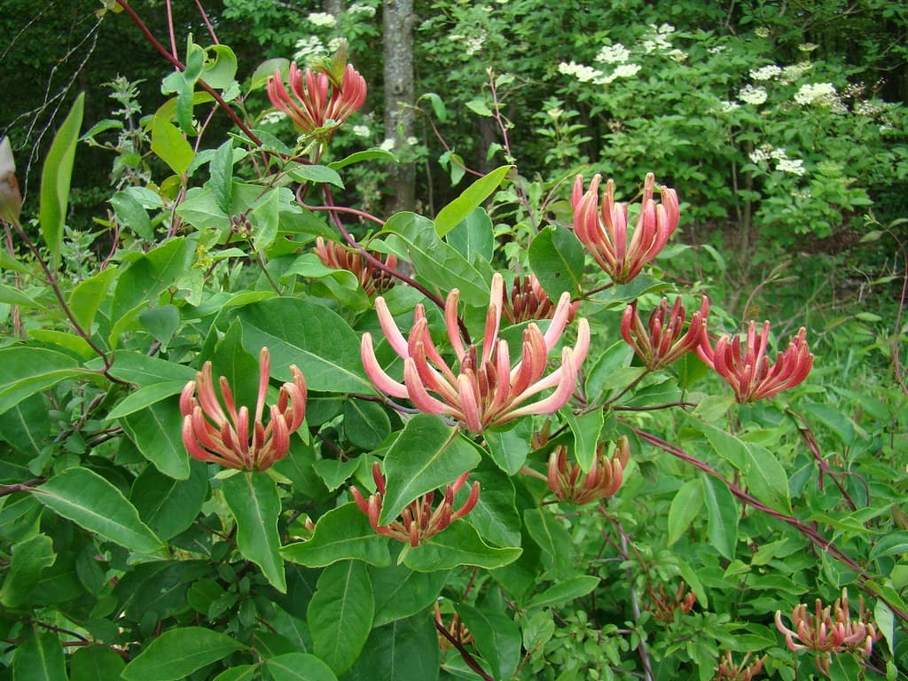 Wald-Geißblatt mit roten Blütentrugdolden