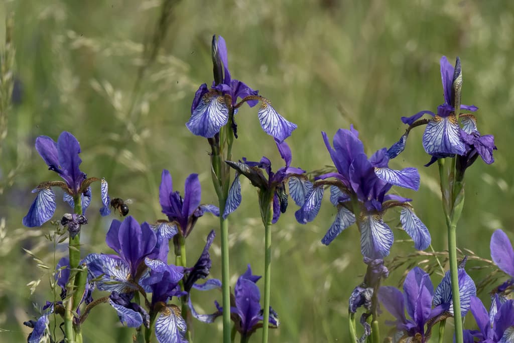 Sibirische Schwertlilien in Blüte