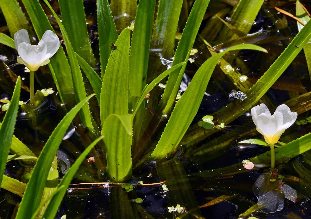 Krebsschere mit weißen Blüten im Wasser