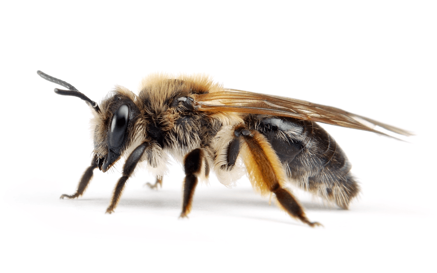 Andrena Bimaculata
