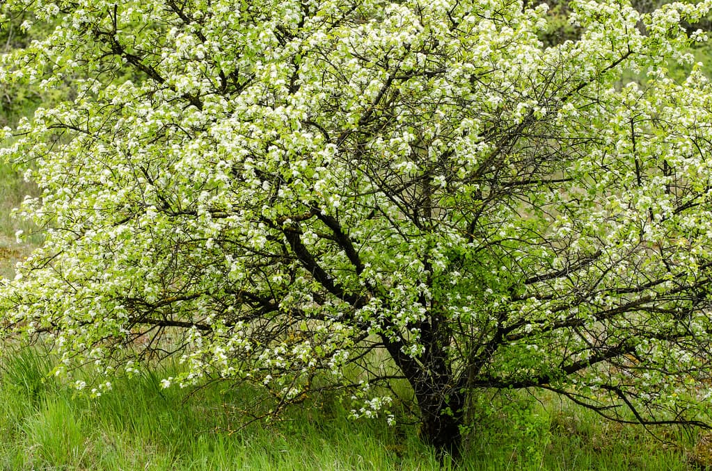 Gemeine Steinweichsel in voller Blüte im Frühling