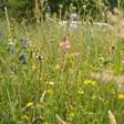 Wildblumenwiese