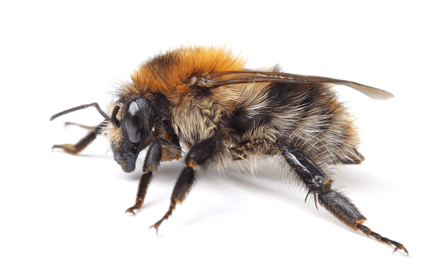Ackerhummel Nahaufnahme auf weißem Hintergrund