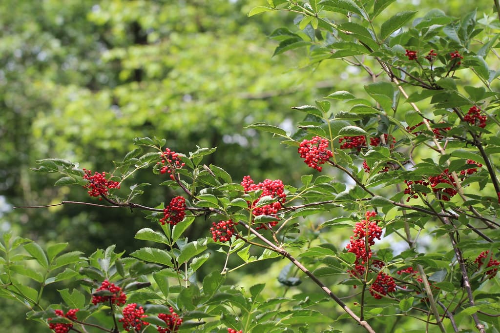 Roter Holunder mit reifen Beerentrauben