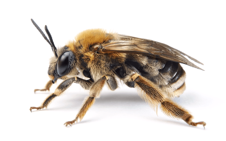 Eucera Longicornis