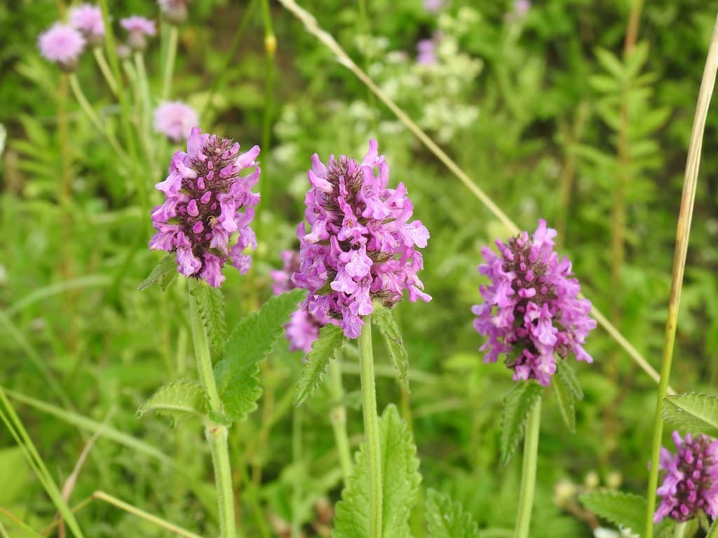 Sumpf-Ziest mit violetten Blütenähren