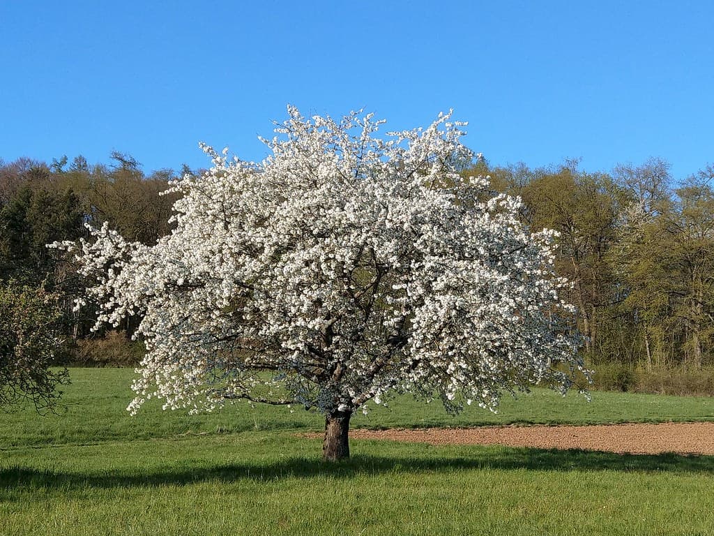 Kulturapfel in voller Blüte auf grüner Wiese