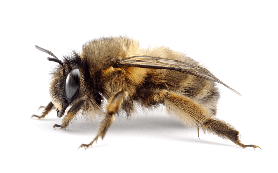 Anthophora Plumipes