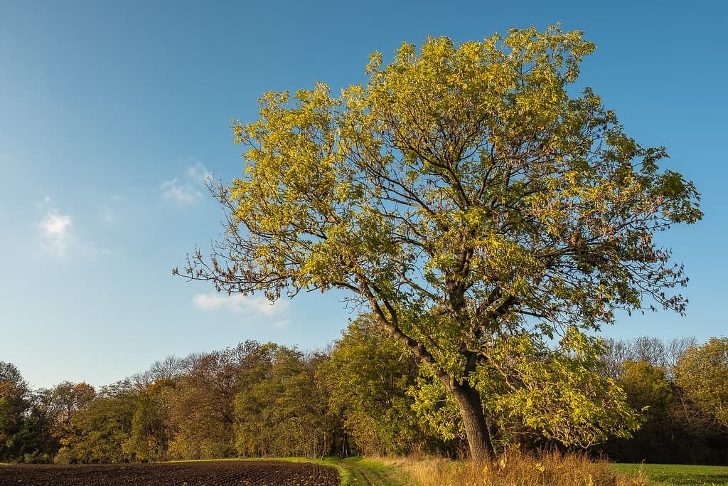 Gemeine Esche im Herbst mit goldgelber Krone
