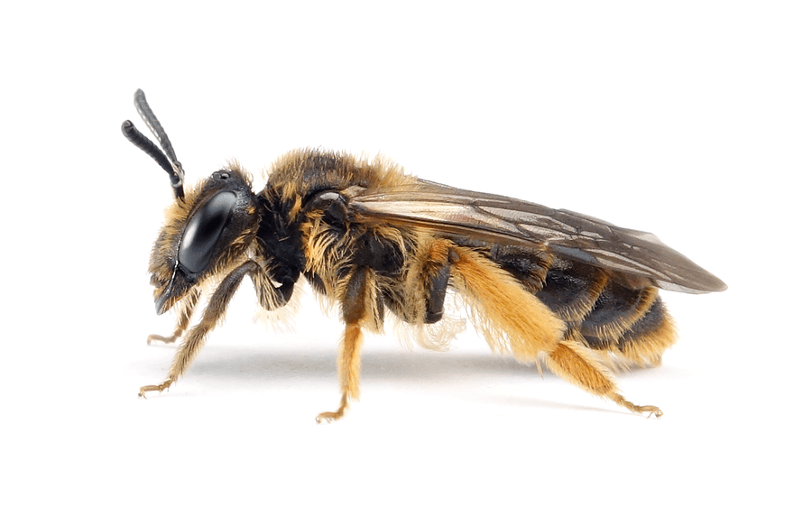 Andrena Fulvago