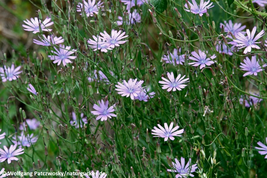 Blauer Lattich in voller Blüte mit violetten Blüten