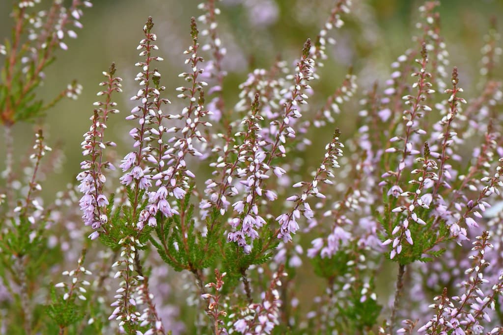 Besenheide in Blüte mit Tautropfen