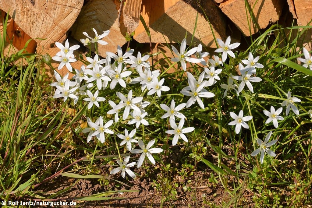 Dolden-Milchstern blühend im Frühling