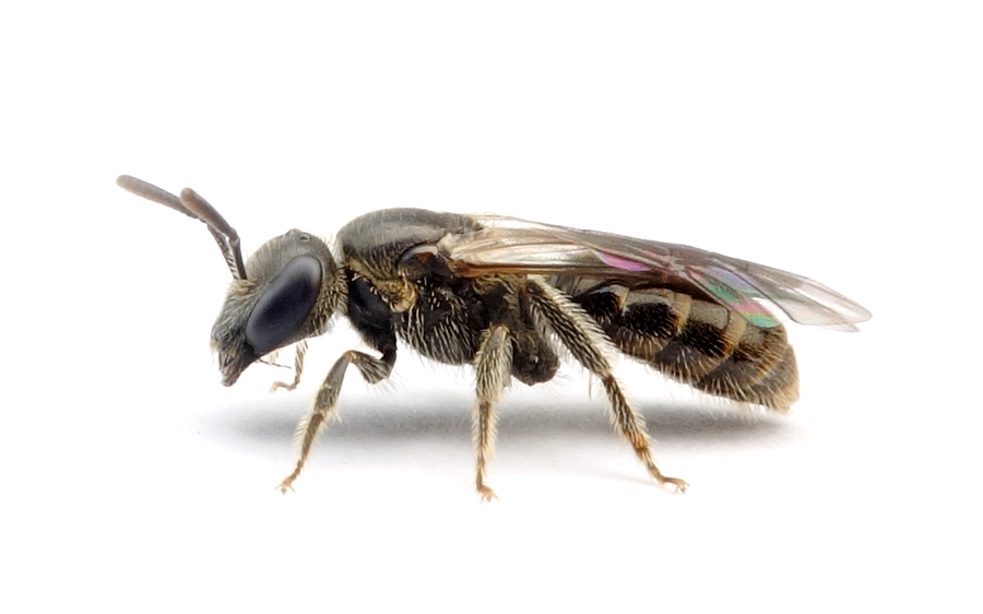 Lasioglossum nitidiusculum